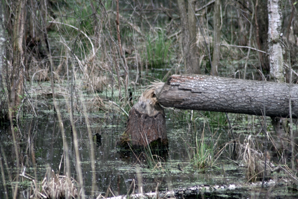 VWG vogelreis Oost Duitsland mei 2010 502